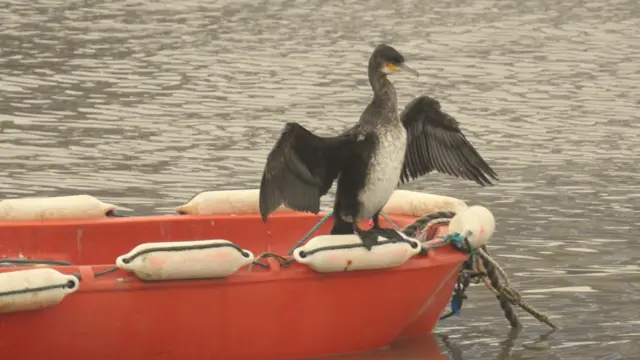 Cormorant in Bridlington Harbour