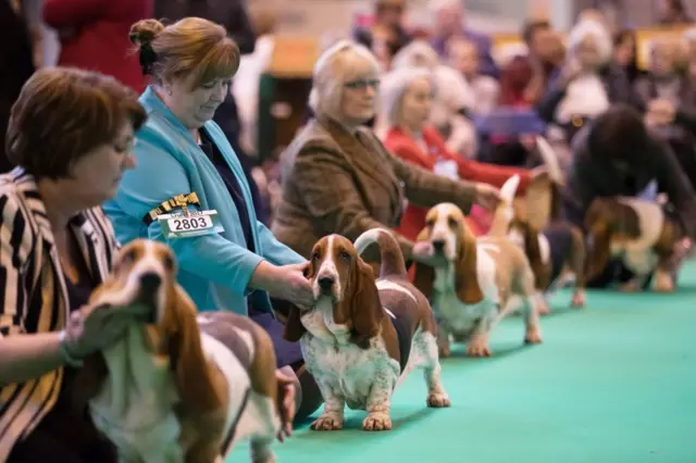 Crufts 2017