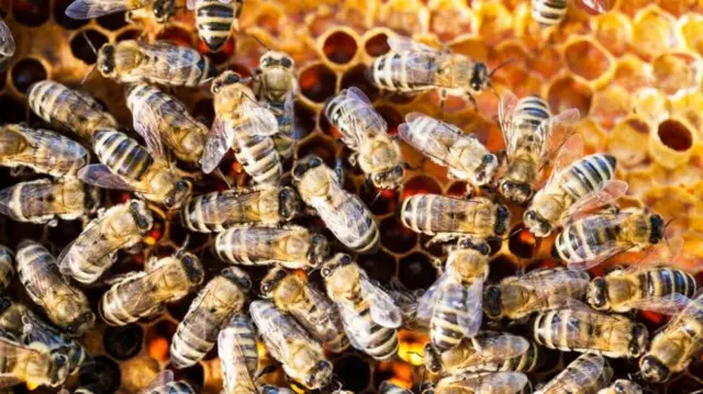 Honey bee populations have fallen sharply in recent years