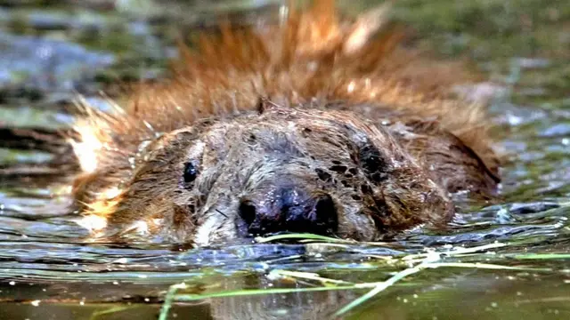 Beaver