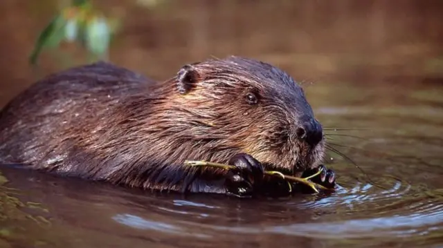 Beavers were reintroduced in Argyll in 2009