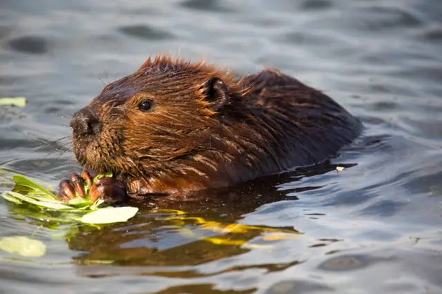 Beaver in river