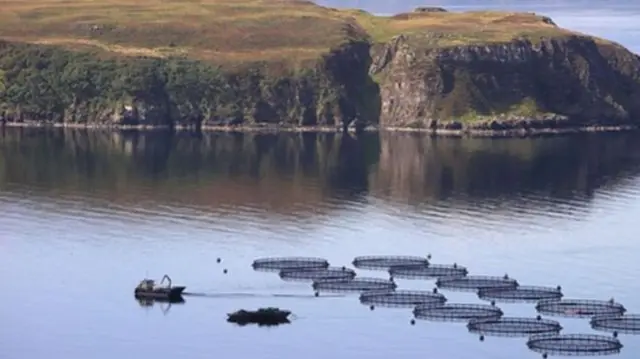 
          The strategy predicts an increase in Scottish salmon production to about 350,000 tonnes per year by 2030
        