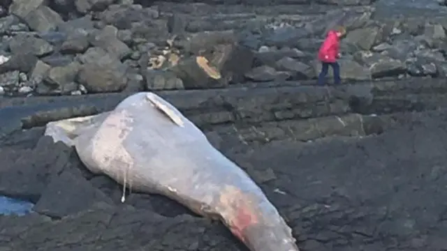 Dead whale