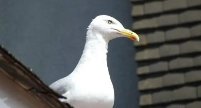 Seagull