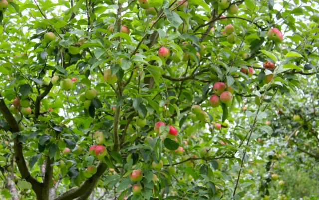 Red and green apples growing on trees in an orchard