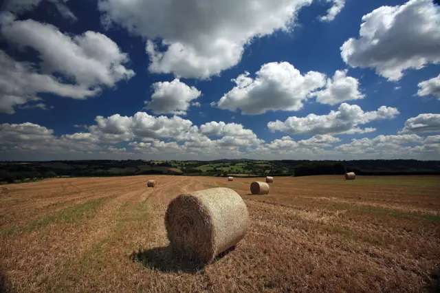 Hay bale in field