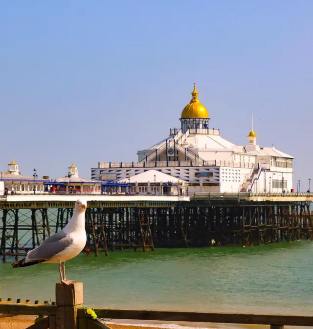 Eastbourne Pier and seagull