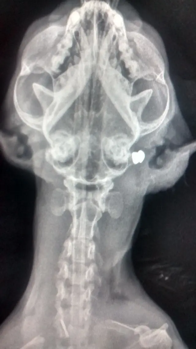 Xray showing air pellet in Squiggles neck