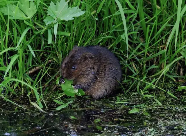 Water Vole in Arundel