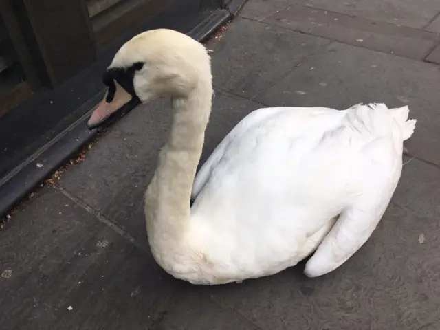 Swan