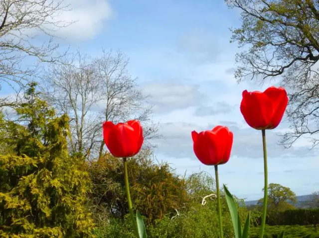 Tulips