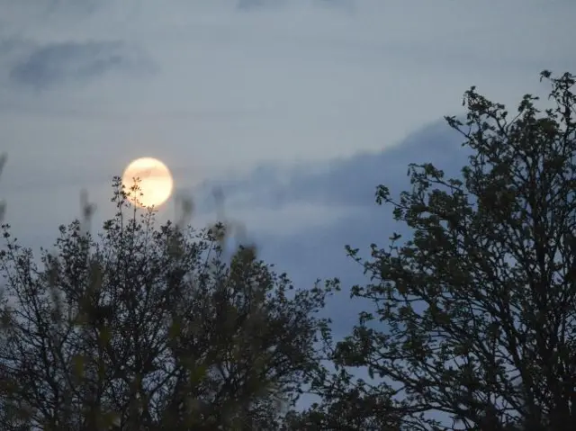 Moon behind trees