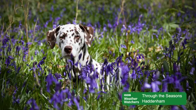 Dog and bluebells