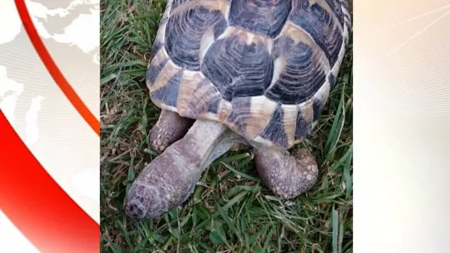 Tommy the tortoise