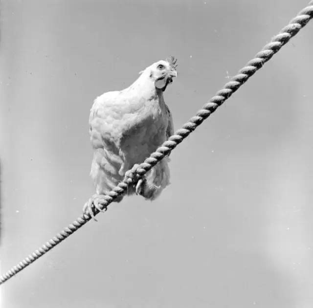 Chicken perching on a rope