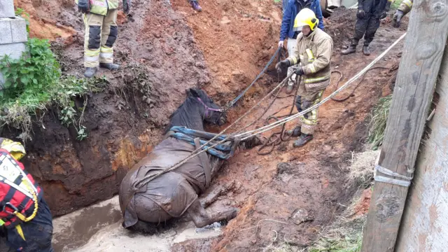 The horse being rescued from the hole