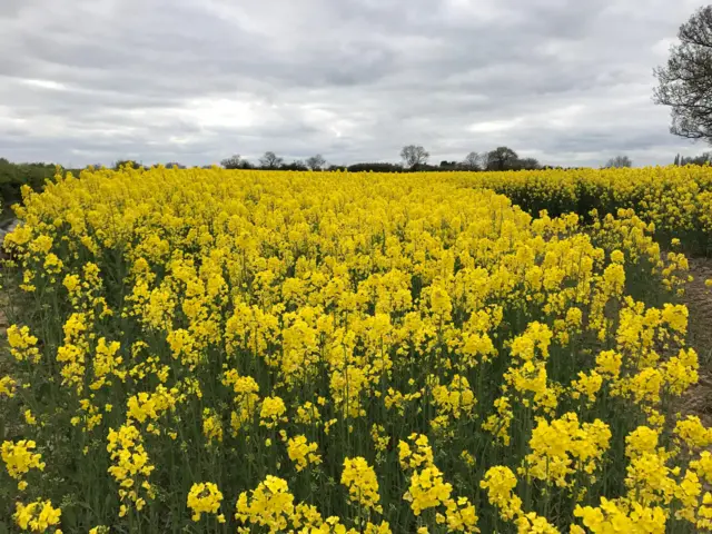 earl shilton