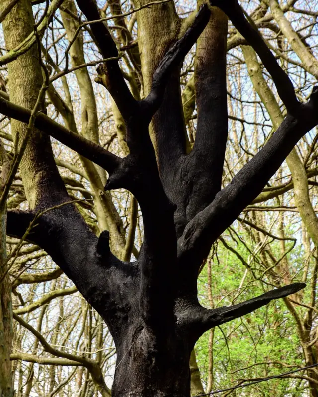 Lila's Wood tree showing scorched trunk