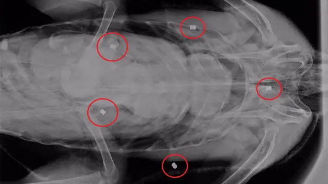 X-ray showing air gun pellets in swan