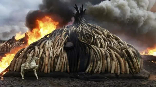 photograph of ivory tusks being burned