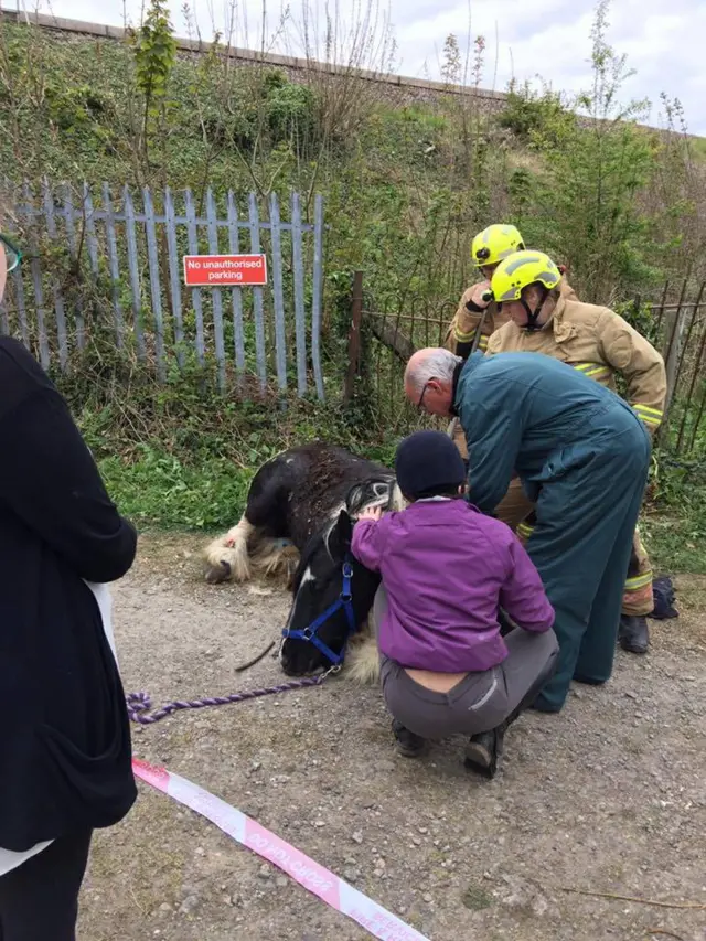 Horse being freed