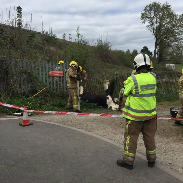 Horse being freed