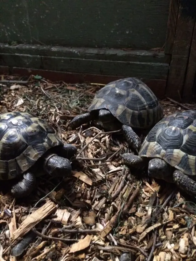 Tortoises