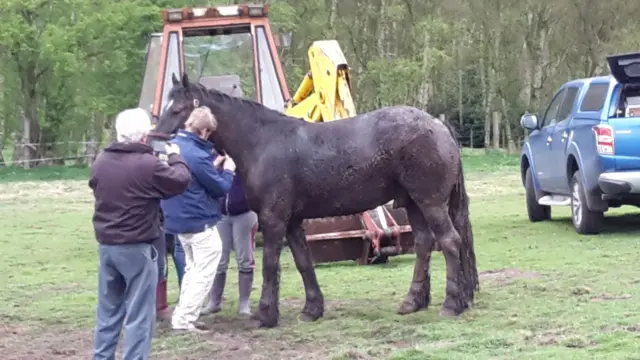 The horse after the rescue