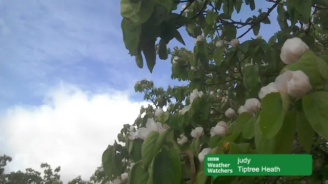 Tiptree Heath