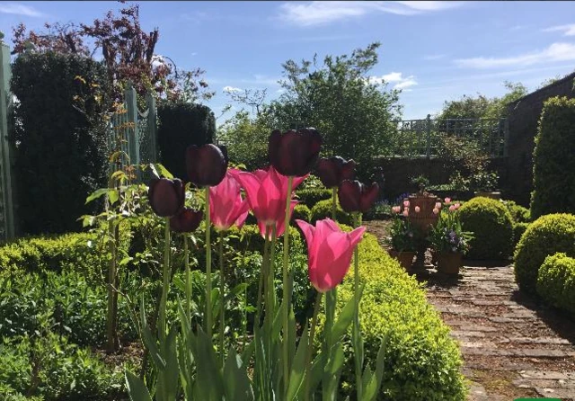 Sunny garden and flowers in bloom - Ludlow