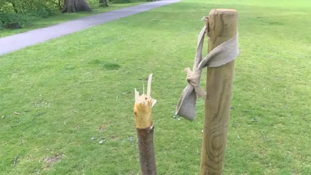 West Park trees damaged