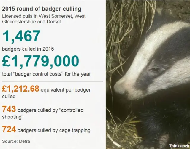 Badger cull facts