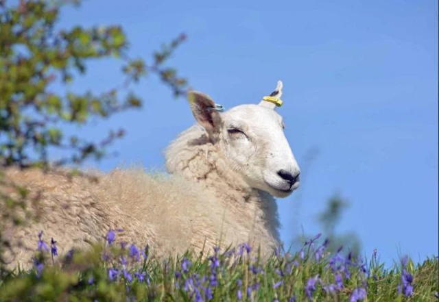 Sheep among the bluebells