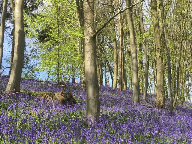 Bluebells