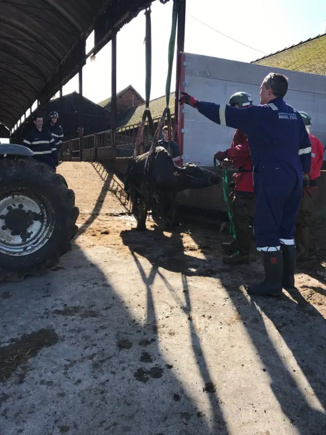 Cow being rescue from slurry pit