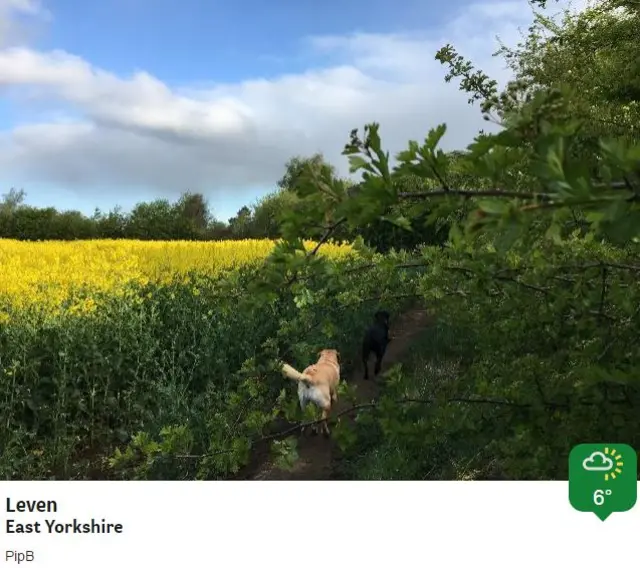 Dog in field