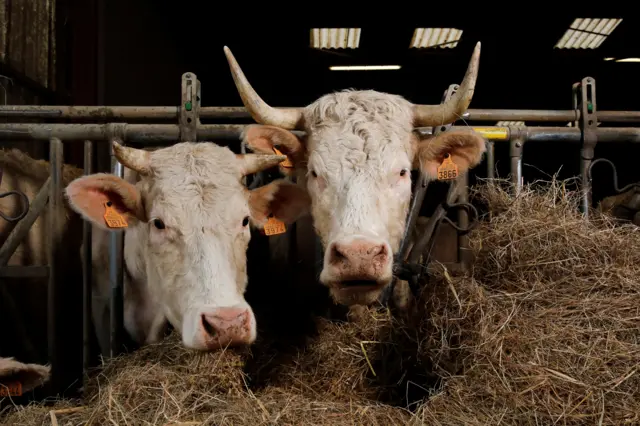 Charolais cow