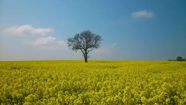 Holmesfield oilseed rape