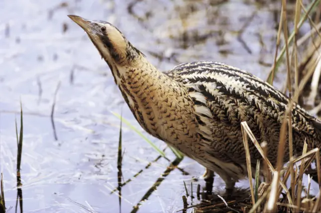 Bittern