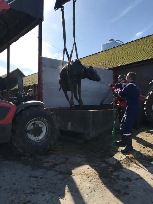 Cow being rescued from slurry pit