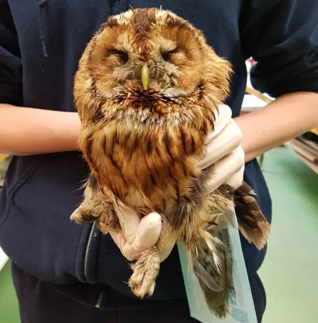 Owl. Pic: RSPCA