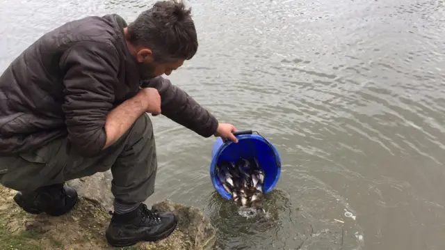 A man empties a bucket of fish into the Boating Lake in Corby.