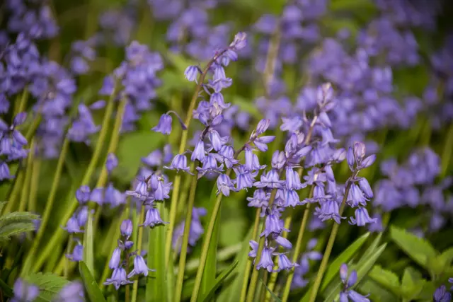 Spanish Bluebells