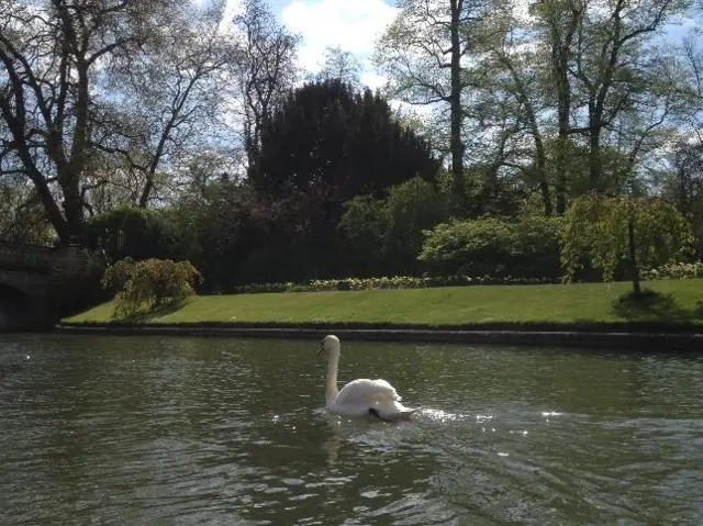 swan in Cambridge