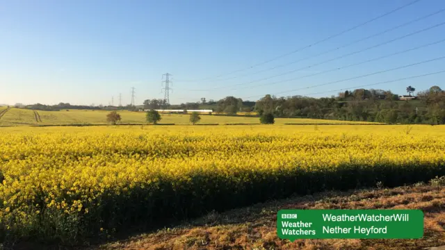 A field of oil seed rape and blue skies in Nether Heyford.