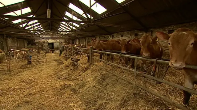 Cattle in barn