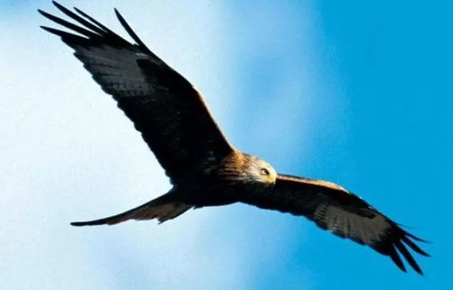 Red Kite