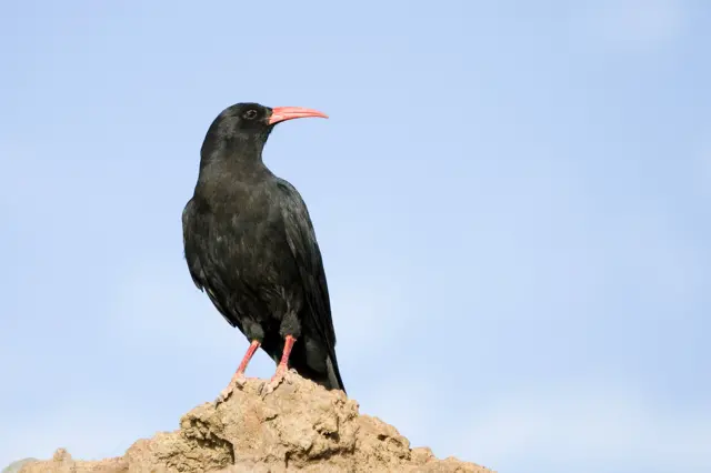 A chough