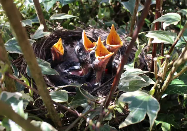 Blackbird chicks